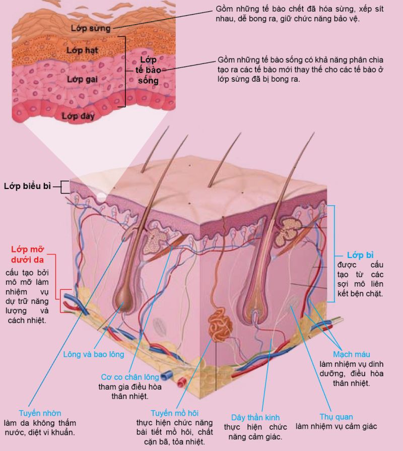 Lý thuyết về mô hình da người